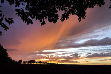 Sunset Autumn or Summer Sky with Trees and Branches with Leaves Silhouettes