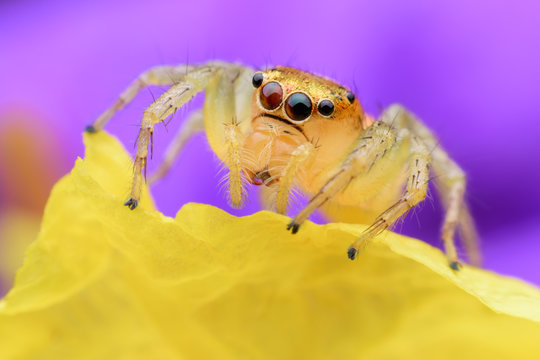 Super macro Jumping spider on yellow flower