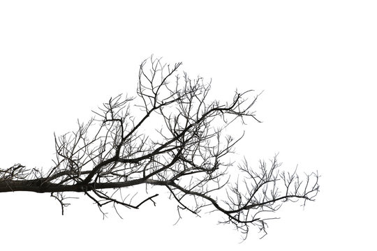 Dead branches isolate on white.