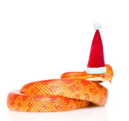 Fototapeta premium Creamsicle Corn Snake in red christmas hat. isolated on white 