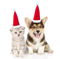 Pembroke Welsh Corgi puppy and kitten in red christmas hats sitting together. isolated on white