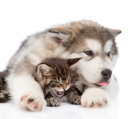 alaskan malamute puppy hugging angry maine coon kitten. isolated on white