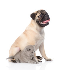 Pug puppy sitting with tiny kitten. isolated on white background