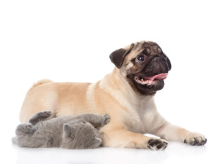 Playful scottish cat lying with pug puppy. isolated on white 