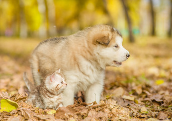 Tabby kitten and alaskan malamute puppy standing together in autumn park