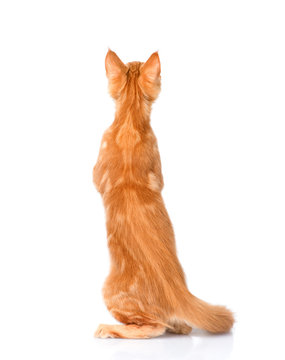 Maine Coon Cat Standing In Back View. Isolated On White Background