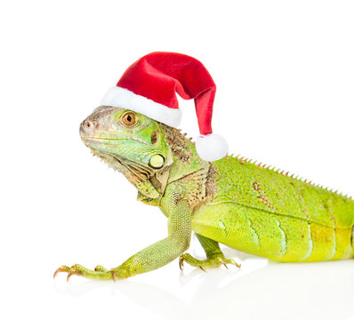 Closeup green agama  in red christmas hat. isolated on white 