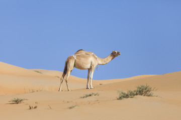 Middle eastern camel walking in a desert