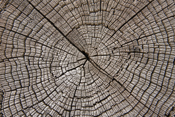 A fragment of cross section of wooden logs