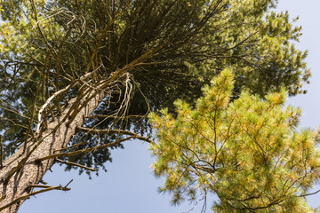 Looking to the crown of pine.