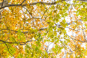 Colorful foliage in the autumn park tree leaves