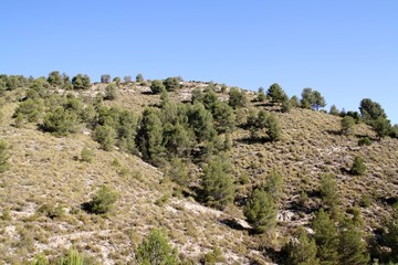 Fototapeta na wymiar mountainside with Aleppo Pines and Esparto Grass