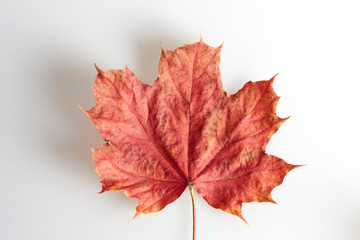 Isolated red maple leaf on white background