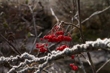Red Berry In Winter