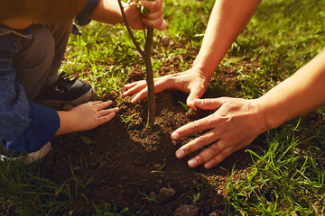little boy helping his father to plant the tree while working together in the garden. sunday....