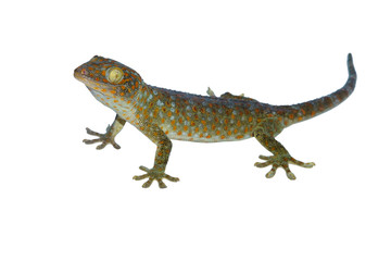 Fototapeta premium Tokay, Gecko, Calling gecko isolated on white background
