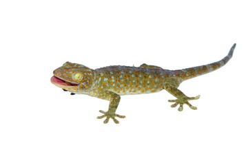 Fototapeta premium gecko isolated on white background