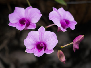 Closeup of orchids flowers in garden.