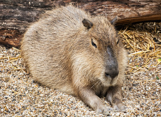 Capybara portrait - Hydrochoerus hydrochaeris