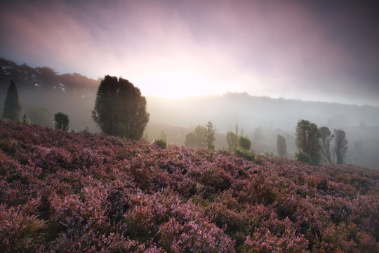 foggy sunrise over hills with heather flowers