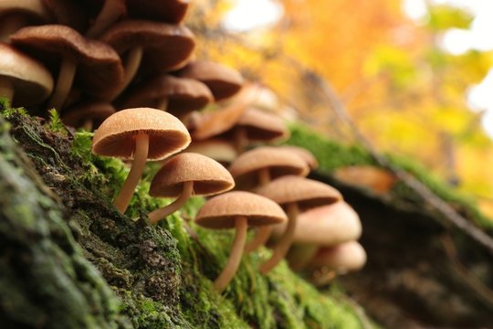 Family of mushrooms in autumn forest