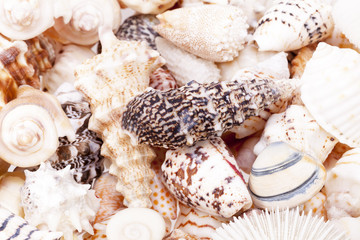 Background of colorful various kinds of sea shells