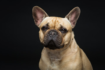 Fototapeta premium Beautiful french bulldog dog