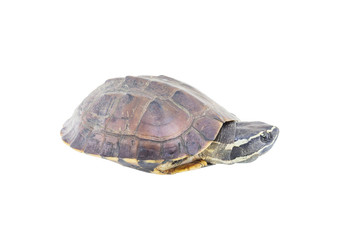 Obraz premium Turtle isolated on a white background