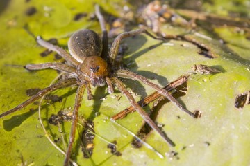 Big water spider
