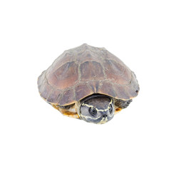 Turtle isolated on a white background