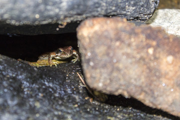 Frog hidden under the stone