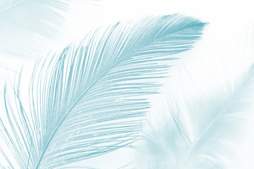 soft feather luxurious color turquoise emerald green texture background