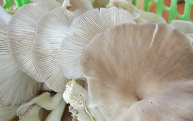 oyster mushroom in basket