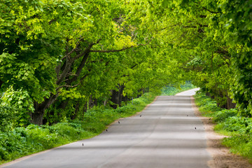 Асфальтированная дорога в парке  © vasilaleksandrov