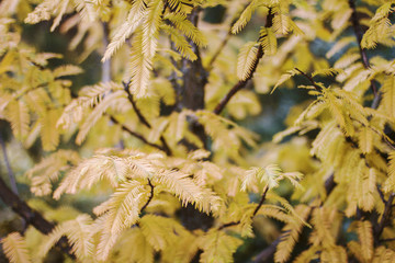 Дерево с желтой листвой