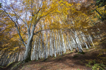 Trees seen from below in the Park of Foreste Casentinesi in Tusc