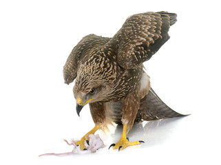 Common buzzard in studio