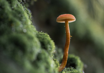 small mushroom