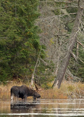 Bull moose with huge antlers feeding in a marsh on a fall morning in Algonquin Park , Canada