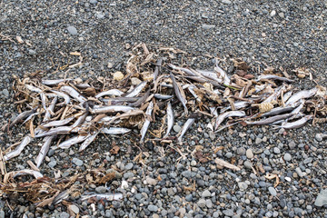 Smelt thrown on the shore wave during spawning