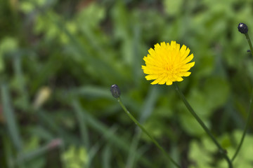Closeup image of a Dandelion flower (Taraxacum officinale)
