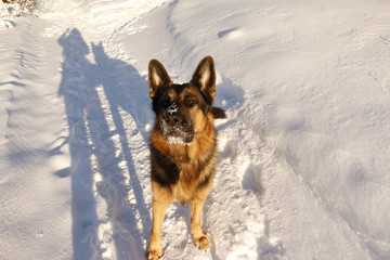 German shepherd dog on snow in winter day