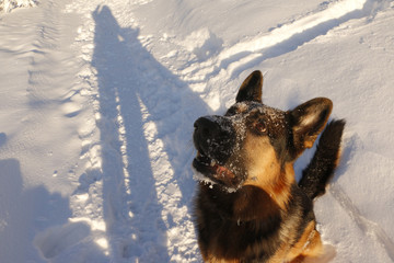 German shepherd dog on snow in winter day