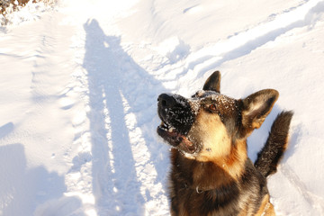 German shepherd dog on snow in winter day