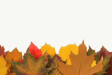 Background of autumn leaves
