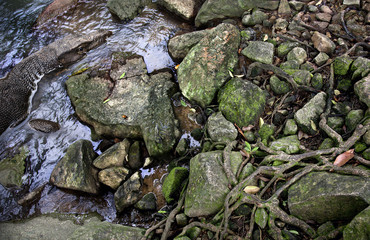 huge lizard in the river