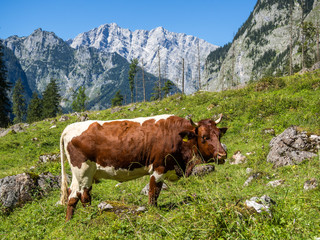Fototapeta na wymiar Milchkuh auf der Berchtesgadener Alm