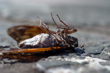 蝉の亡骸