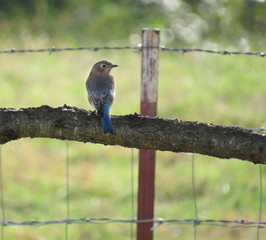 Eastern Bluebird rural scene on branch with livestock fence and post, summertime