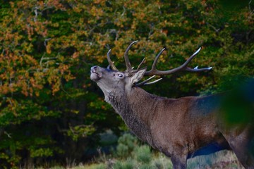 Brame du cerf 2016